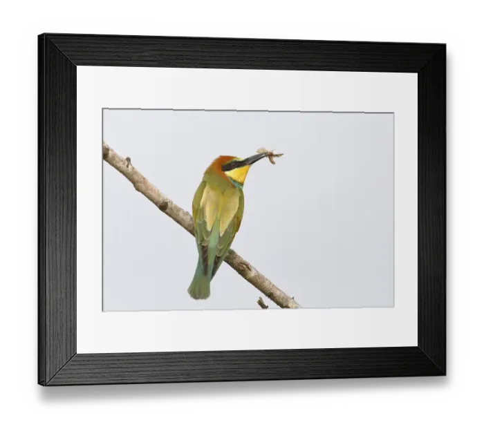 Framed Print : European bee-eater (Merops apiaster) Young bird with insect in its beak