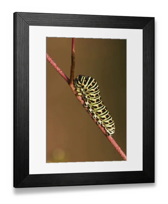 Framed Print : Swallowtail caterpillar (Papilio machaon)