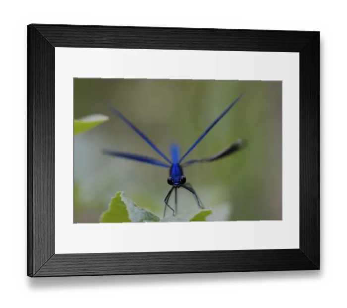 Framed Print : Beautiful Demoiselle damselfly (Calopteryx virgo) Framed Print : Beautiful Demoiselle damselfly (Calopteryx virgo)