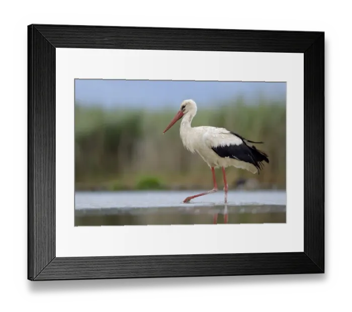 Framed Print : White Stork (Ciconia ciconia) foraging Framed Print : White Stork (Ciconia ciconia) foraging