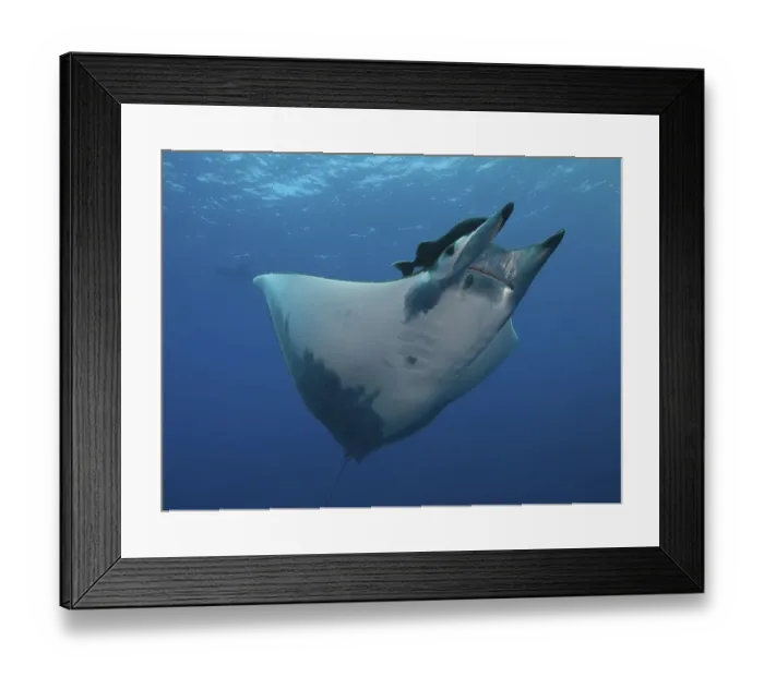 Framed Print : Sicklefin Devil Ray or Box Ray (Mobula tarapacana)