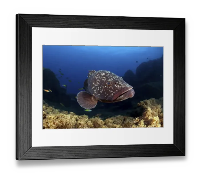 Framed Print : Dusky Grouper or Merou (Epinephelus marginatus) Framed Print : Dusky Grouper or Merou (Epinephelus marginatus)