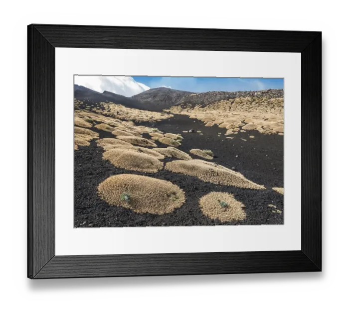 Framed Print : Sicilian milkvetch (Astragalus siculus)
