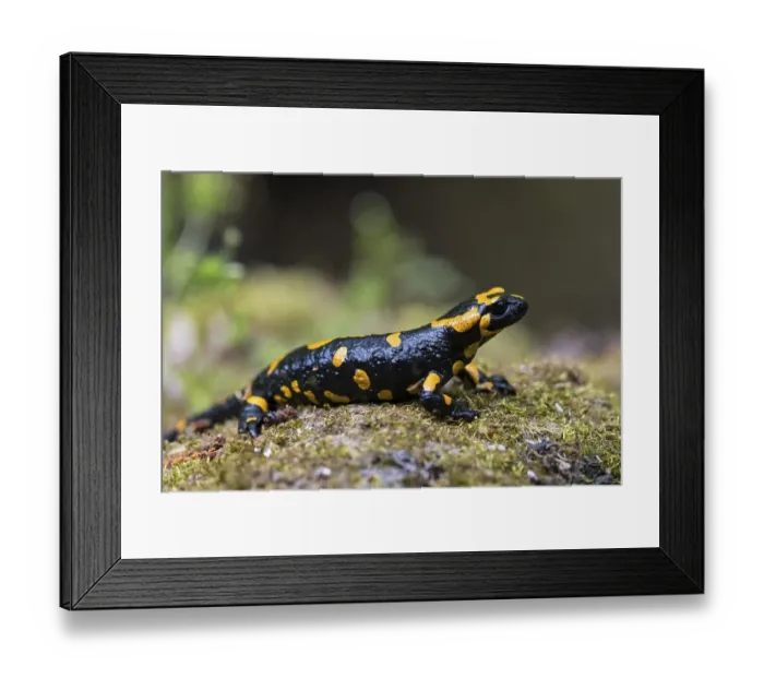 Framed Print : Fire salamander (Salamandra salamandra) sitting on stone