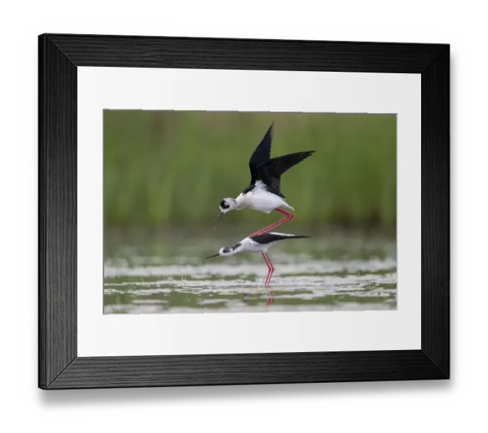 Framed Print : Black-winged Black-winged Stilt (Himantopus himantopus)