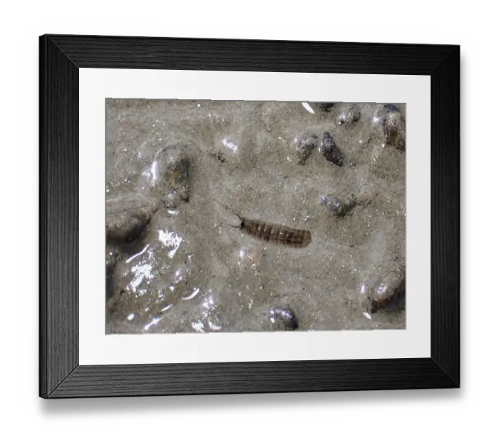 Framed Print : Mud crab (Corophium volutator)