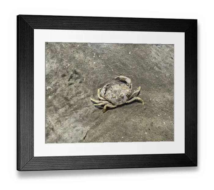 Framed Print : Common shore crab (Carcinus maenas) Framed Print : Common shore crab (Carcinus maenas)