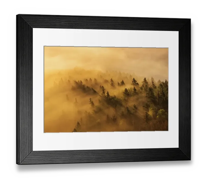 Framed Print : View of misty forest in morning light