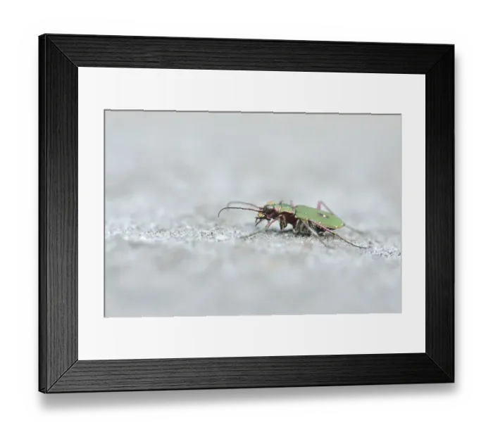 Framed Print : Green tiger beetle or (Cicindela campestris) on sandstone Framed Print : Green tiger beetle or (Cicindela campestris) on sandstone