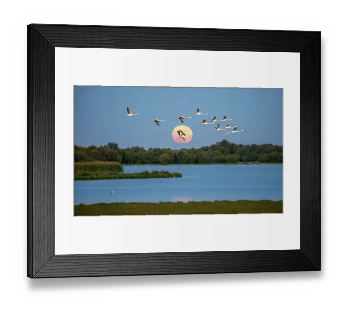 Framed Print : Greater flamingos (Phoenicopterus roseus) in flight