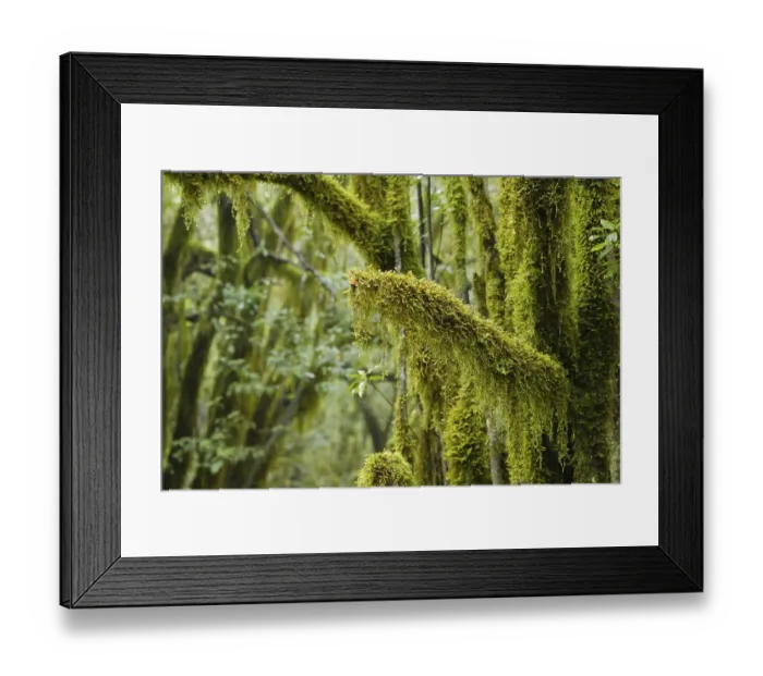 Framed Print : Moss-covered trees in the cloud forest