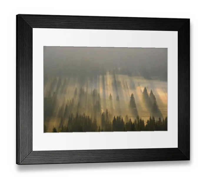 Framed Print : Sun rays shine in the forest through fog