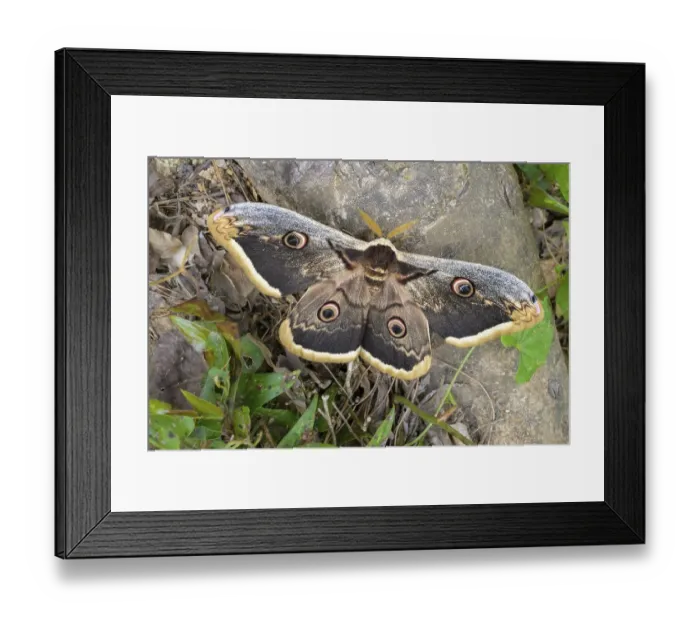 Framed Print : A Saturnia pyri (Saturnia pyri)