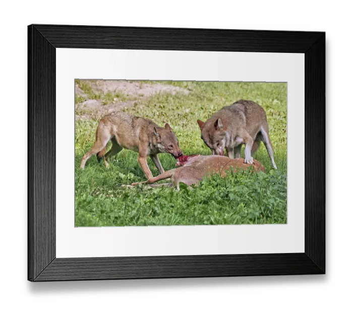 Framed Print : European gray wolf (Canis lupus lupus) Framed Print : European gray wolf (Canis lupus lupus)