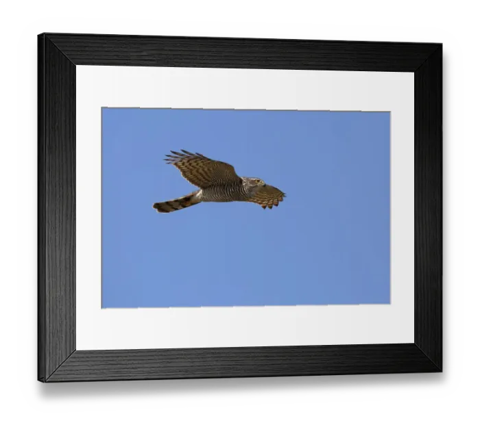 Framed Print : Eurasian sparrowhawk (Accipiter nisus)