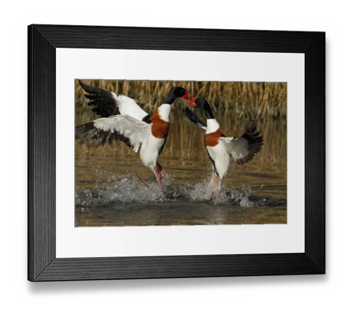 Framed Print : Common shelduck (Tadorna tadorna) Framed Print : Common shelduck (Tadorna tadorna)