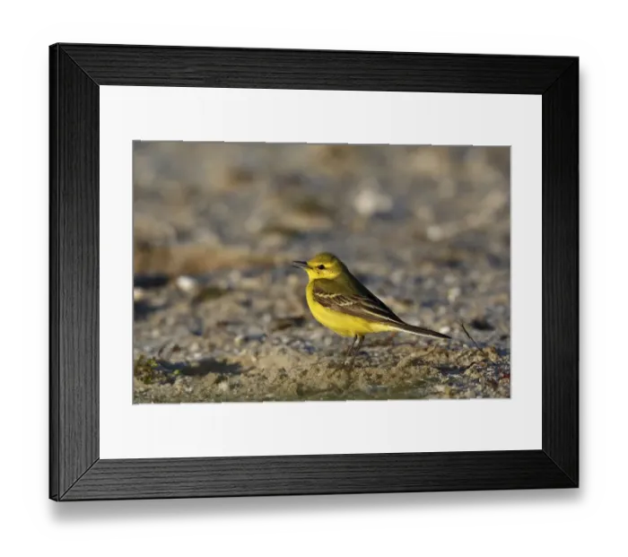 Framed Print : Yellow-headed wagtail (Motacilla flava flavissima)