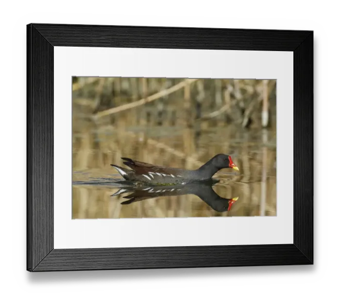 Framed Print : Common moorhen (Gallinula chloropus)