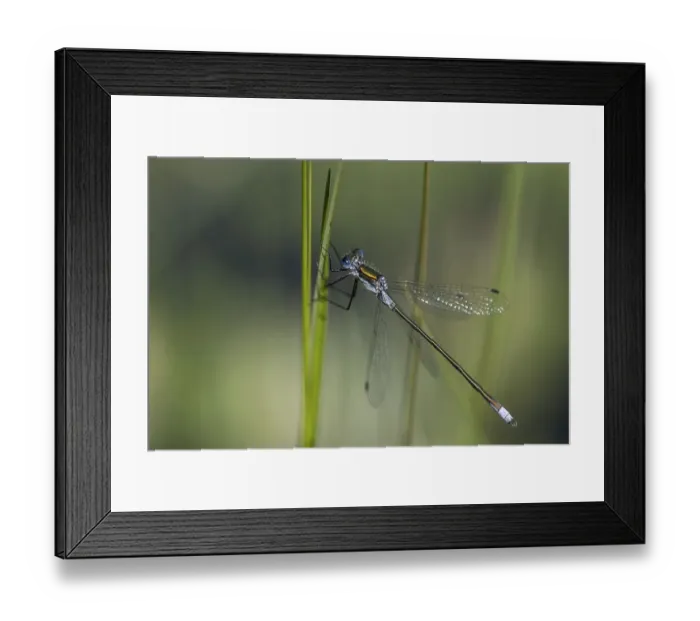 Framed Print : Blue-tailed damselfly (Ischnura elegans) on a stalk Framed Print : Blue-tailed damselfly (Ischnura elegans) on a stalk