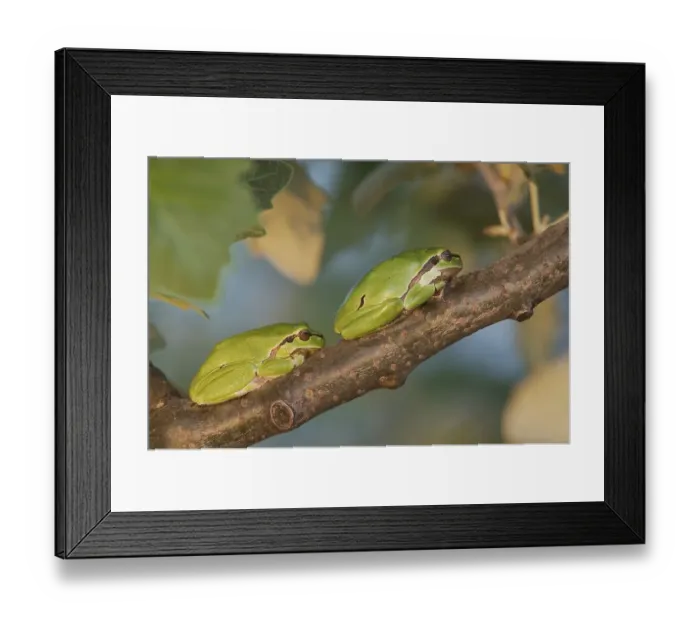 Framed Print : Common Tree Frog (Hyla arborea) Framed Print : Common Tree Frog (Hyla arborea)