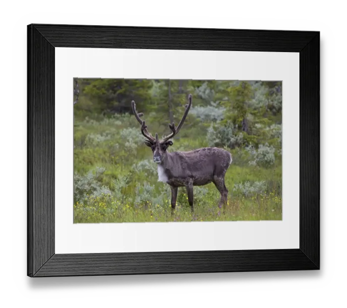 Framed Print : Reindeer (Rangifer tarandus) in a flower meadow at the edge of a bog Framed Print : Reindeer (Rangifer tarandus) in a flower meadow at the edge of a bog