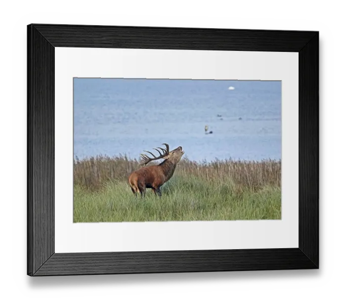 Framed Print : Red deer (Cervus elaphus), deer in the rut roars Framed Print : Red deer (Cervus elaphus), deer in the rut roars