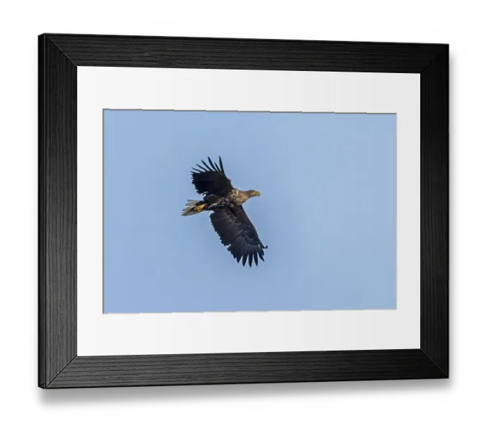 Framed Print : White-tailed eagle (Haliaeetus albicilla) in flight