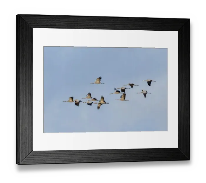 Framed Print : Crane (Grus grus) in flight at sunset
