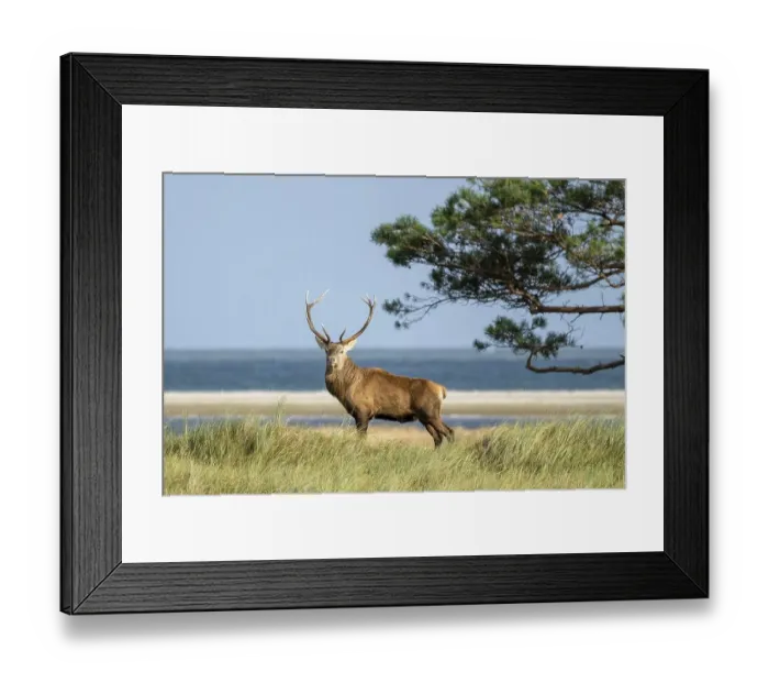 Framed Print : Red deer (Cervus elaphus), stag in rut