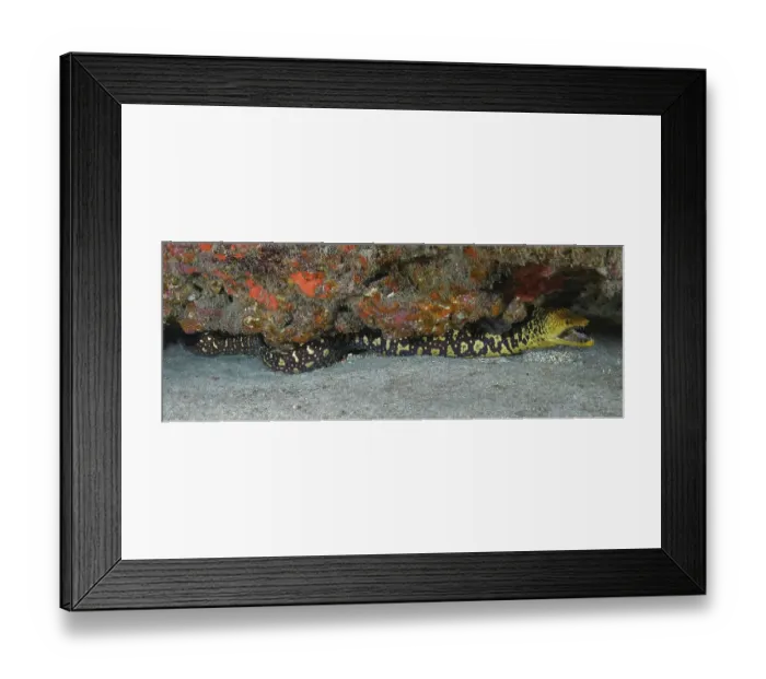 Framed Print : Full body image of fangtooth moray (Enchelycore anatina)