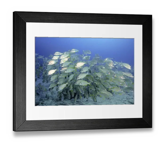 Framed Print : Shoal, group of bastard grunt (Pomadasys incisus)