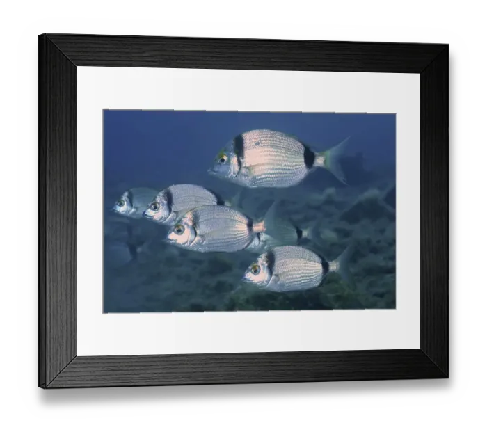 Framed Print : Common two-banded seabream (Diplodus vulgaris)