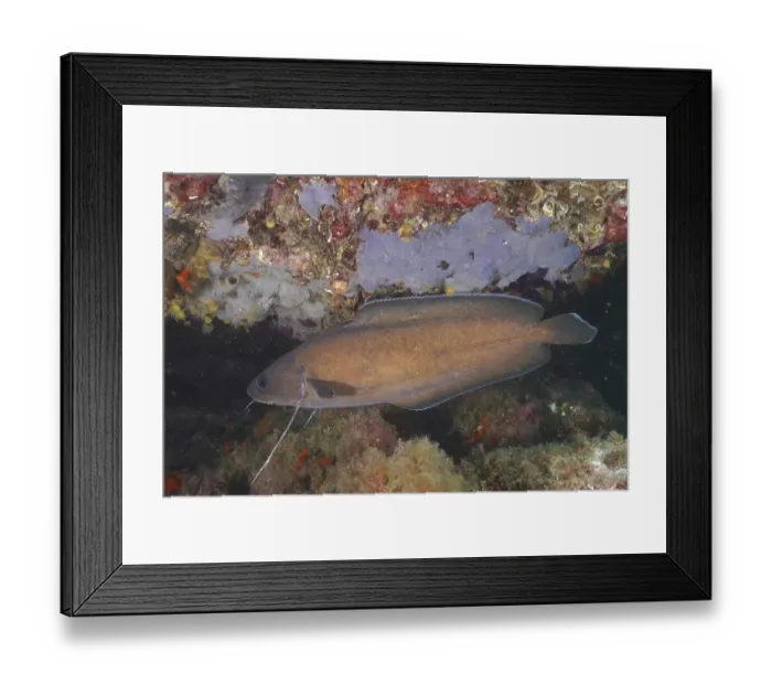 Framed Print : Dark forkbeard (Phycis phycis) Framed Print : Dark forkbeard (Phycis phycis)