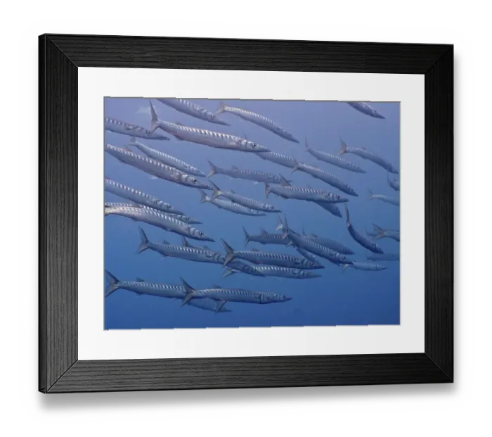 Framed Print : Group of barracuda (Sphyraena viridensis) Framed Print : Group of barracuda (Sphyraena viridensis)