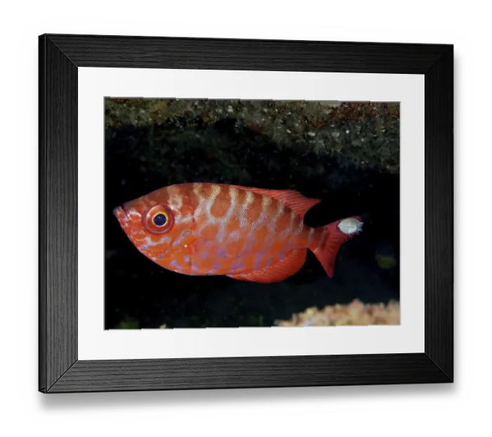 Framed Print : Bigeye glasseye snapper (Heteropriacanthus cruentatus) with isopod (Anilocra) Framed Print : Bigeye glasseye snapper (Heteropriacanthus cruentatus) with isopod (Anilocra)