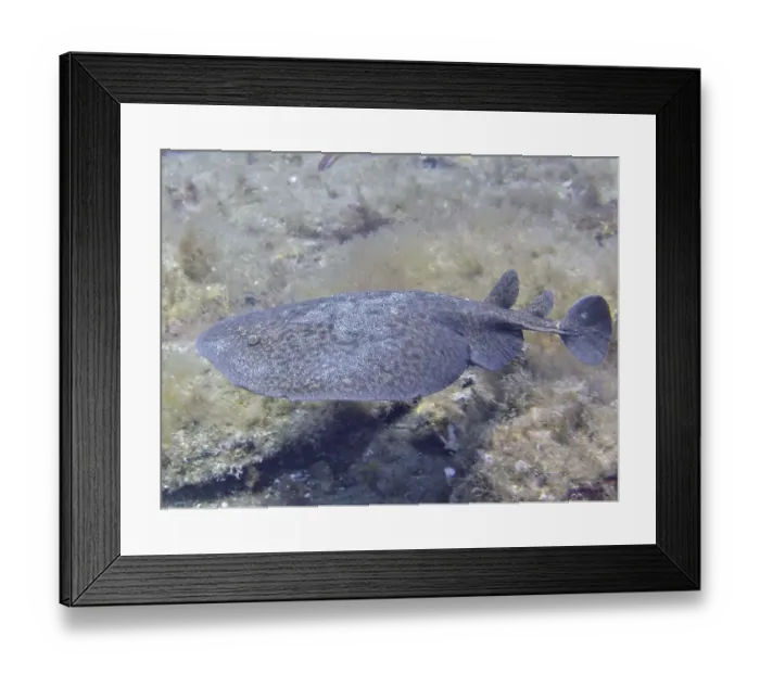 Framed Print : Marbled electric ray (Torpedo marmorata)