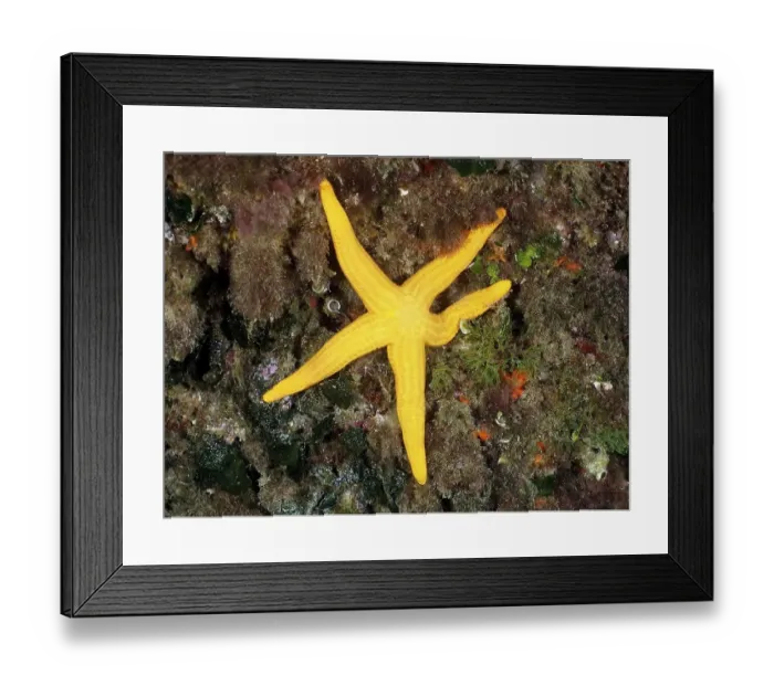 Framed Print : Orange starfish (Hacelia attenuata) Framed Print : Orange starfish (Hacelia attenuata)