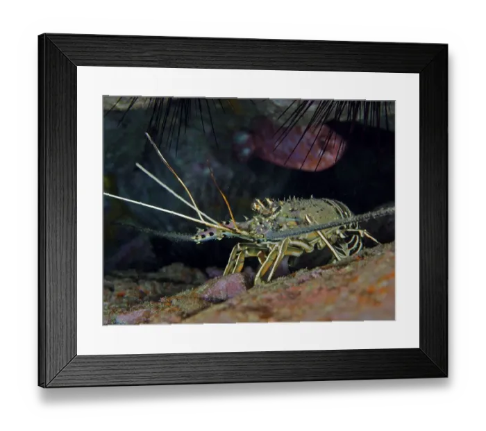 Framed Print : Brown spiny crayfish (Panulirus echinatus)