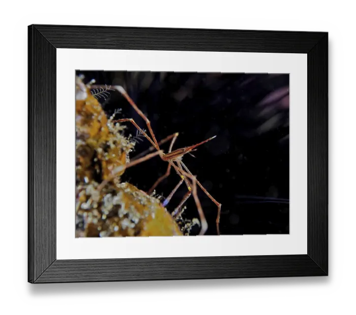 Framed Print : Arrow crab (Stenorhynchus lanceolatus) Framed Print : Arrow crab (Stenorhynchus lanceolatus)