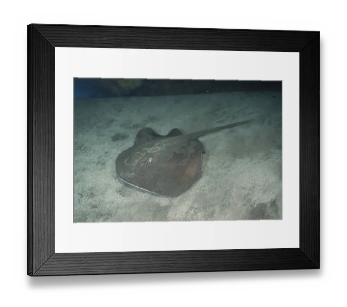 Framed Print : Round stingray (Taeniura grabata)