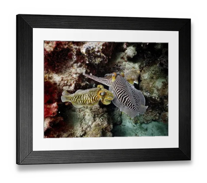 Framed Print : Pair of common cuttlefish (Sepia officinalis) Framed Print : Pair of common cuttlefish (Sepia officinalis)