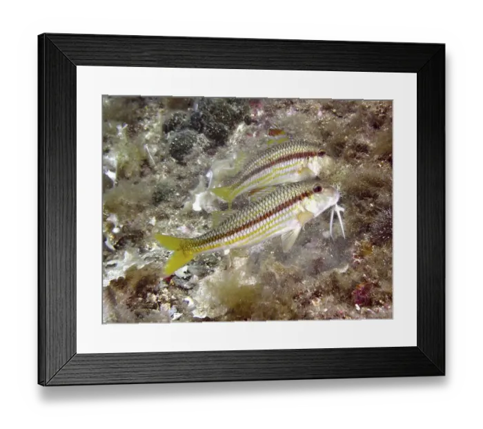 Framed Print : Two specimens of striped red mullet (Mullus surmuletus) Framed Print : Two specimens of striped red mullet (Mullus surmuletus)
