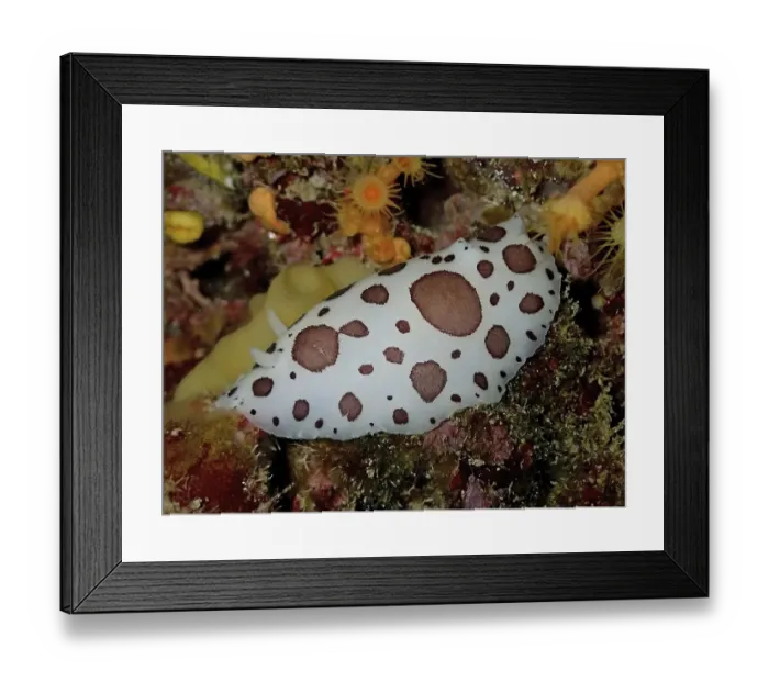 Framed Print : Leopard snail (Discodoris atromaculata) Framed Print : Leopard snail (Discodoris atromaculata)