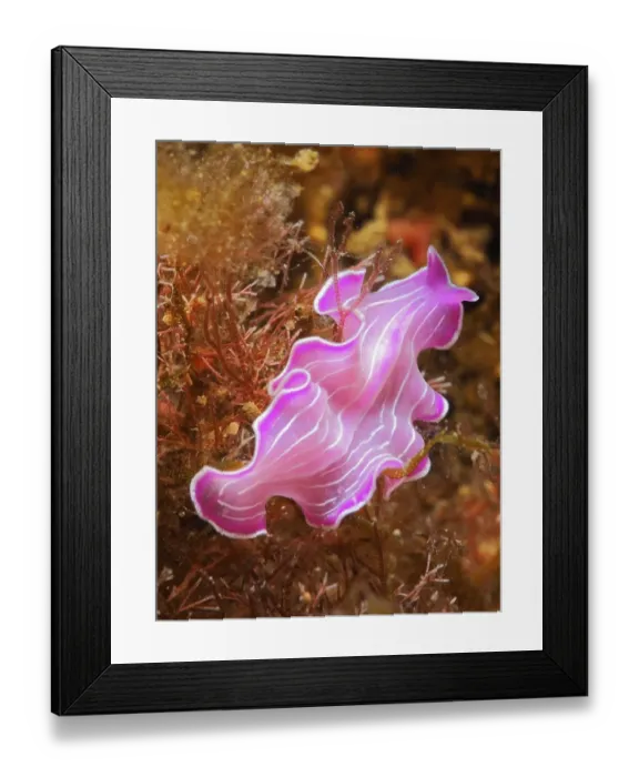 Framed Print : Variable flatworm (Prostheceraeus giesbrechtii) Framed Print : Variable flatworm (Prostheceraeus giesbrechtii)