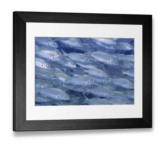 Framed Print : Shoal of fish, shoal, group of arctic seabream (Pagellus acarne) Framed Print : Shoal of fish, shoal, group of arctic seabream (Pagellus acarne)