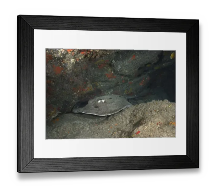 Framed Print : Round stingray (Taeniura grabata) in a cave Framed Print : Round stingray (Taeniura grabata) in a cave