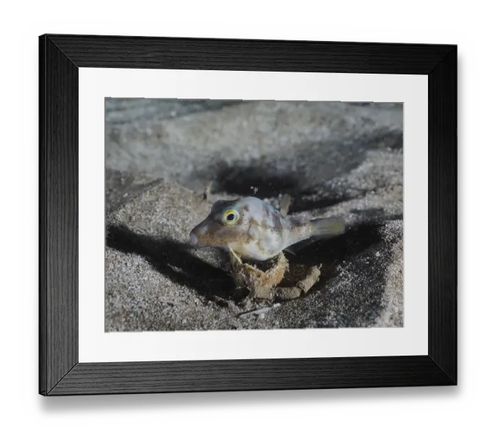 Framed Print : Pointed puffer fish (Canthigaster rostrata) at night