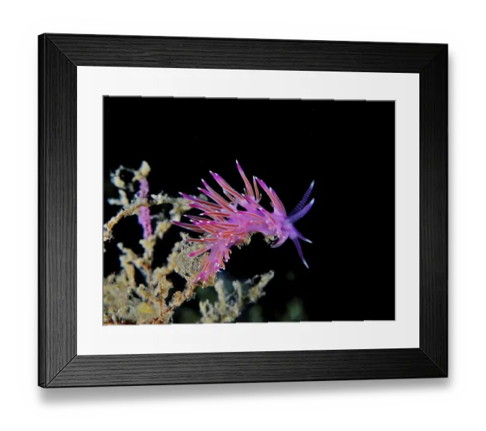Framed Print : Violet thread snail (Flabellina affinis)