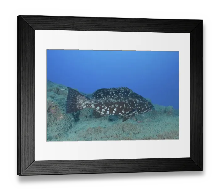 Framed Print : Dusky grouper (Epinephelus marginatus) (Mycteroperca marginatus) Framed Print : Dusky grouper (Epinephelus marginatus) (Mycteroperca marginatus)