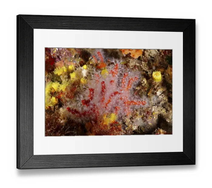 Framed Print : Vivid underwater image of red coral Framed Print : Vivid underwater image of red coral
